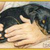 Lyrrian Portraits | Dulcie at 5 weeks
Colored pencil portrait of a Doberman Pinscher puppy sleeping safely in her dad’s lap
